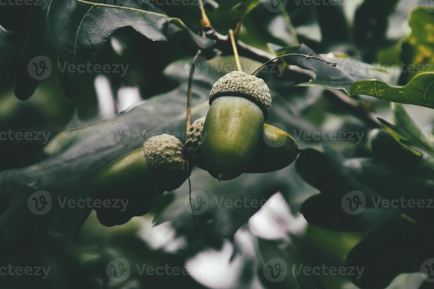 verde autunno ghiande su il ramo di un quercia tra il le foglie foto