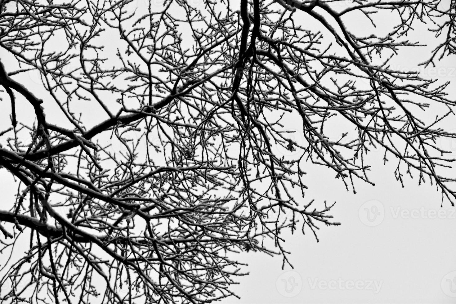 nero inverno albero rami coperto con bianca neve foto