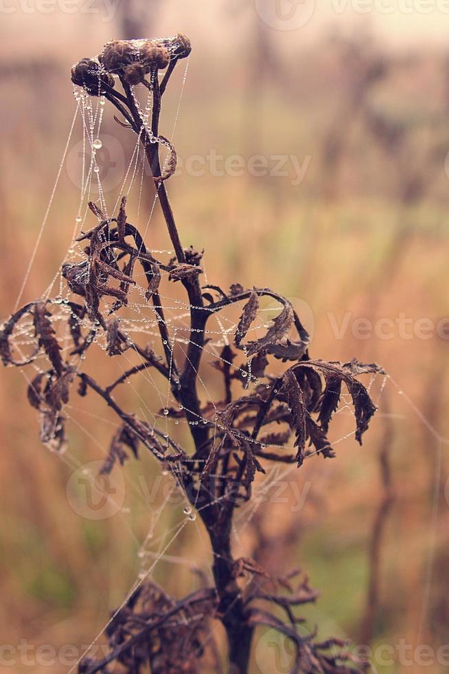 autunno ragno ragnatela nel il nebbia su un' pianta con goccioline di acqua foto