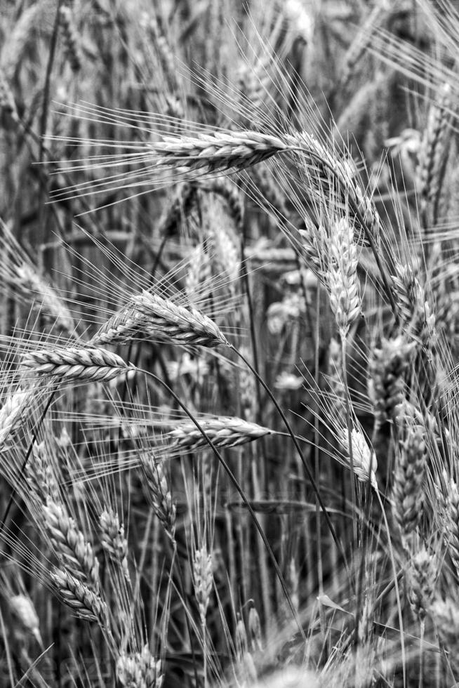 sfondo con verde bellissimo segale in crescita su un' lino campo foto