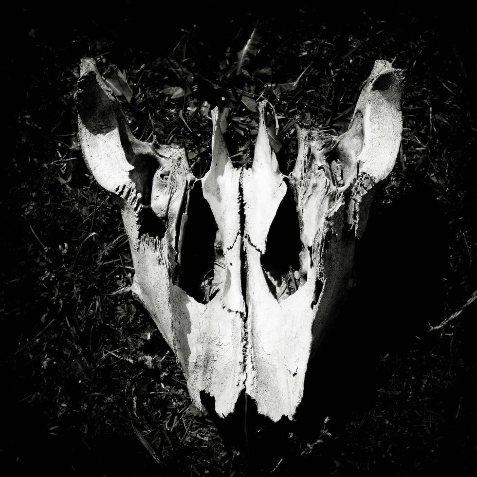 immagine in bianco e nero di un teschio di animale. foto