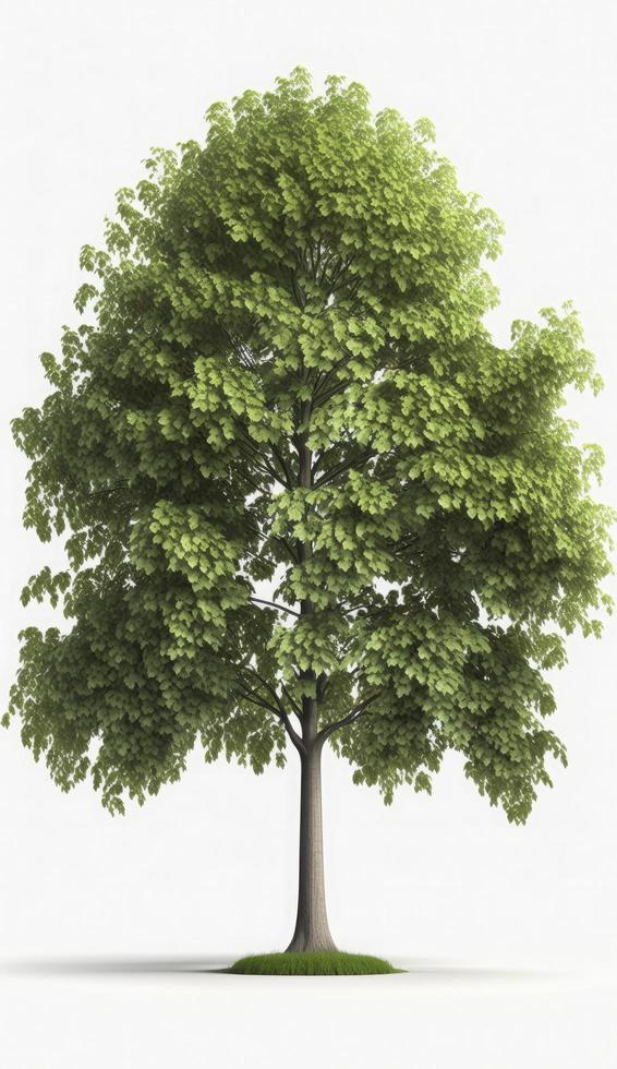 americano faggio alberi, 3d rendering, per illustrazione, digitale composizione, architettura visualizzazione, creare ai foto