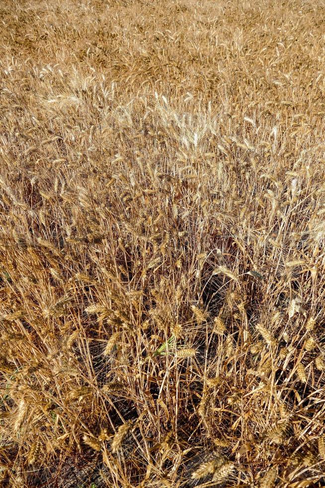 un' campo con Grano foto