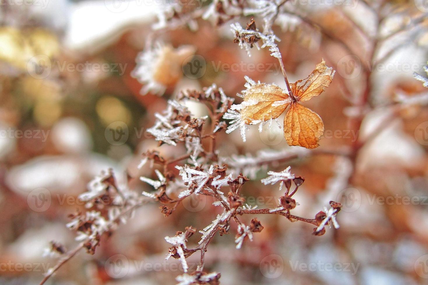 ultimo autunno fiori congelamento sotto il primo inverno brina foto