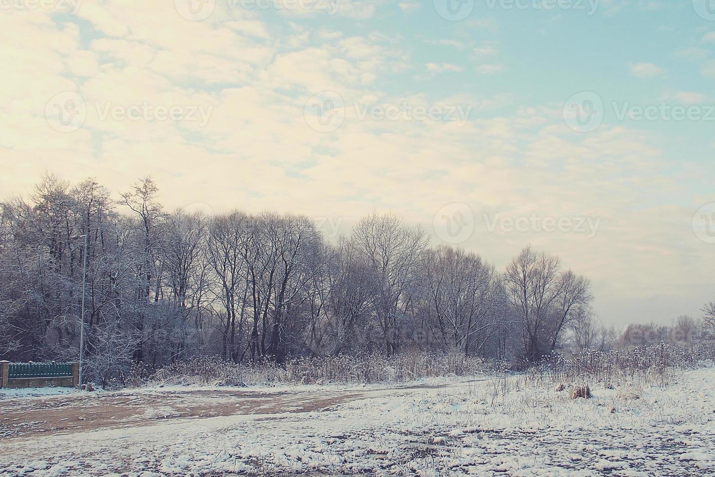 inverno paesaggio con fresco neve e alberi foto