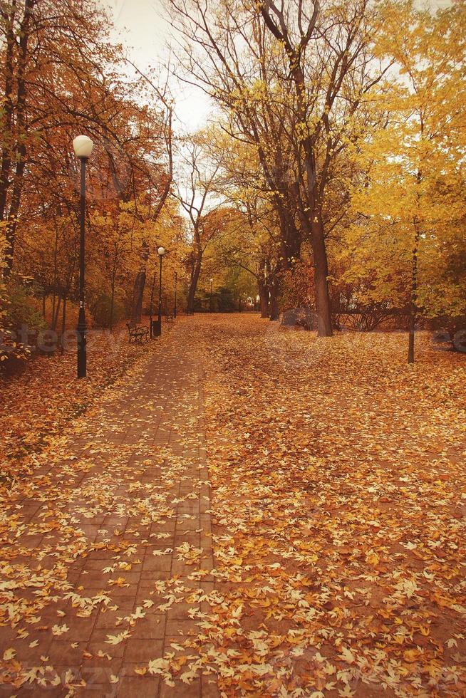 d'oro autunno paesaggio pieno di caduto le foglie nel il parco foto