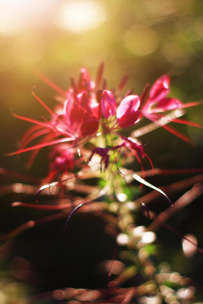 bellissimo fioritura rosa cleome spinosa linn. o ragno fiori campo nel naturale luce del sole. foto