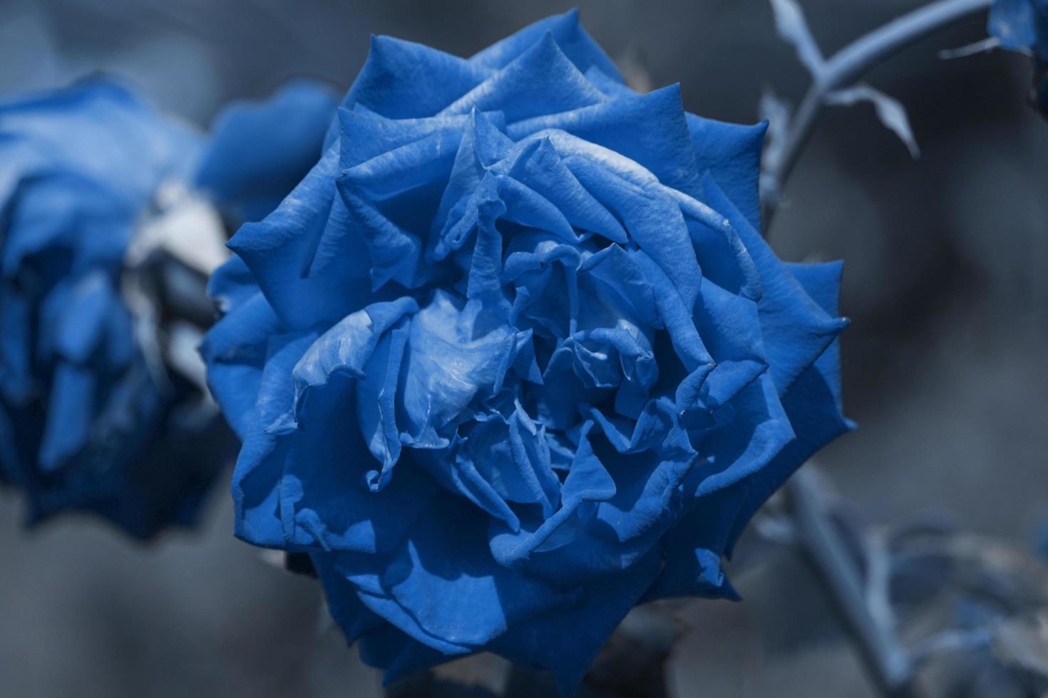 primo piano di una rosa blu foto