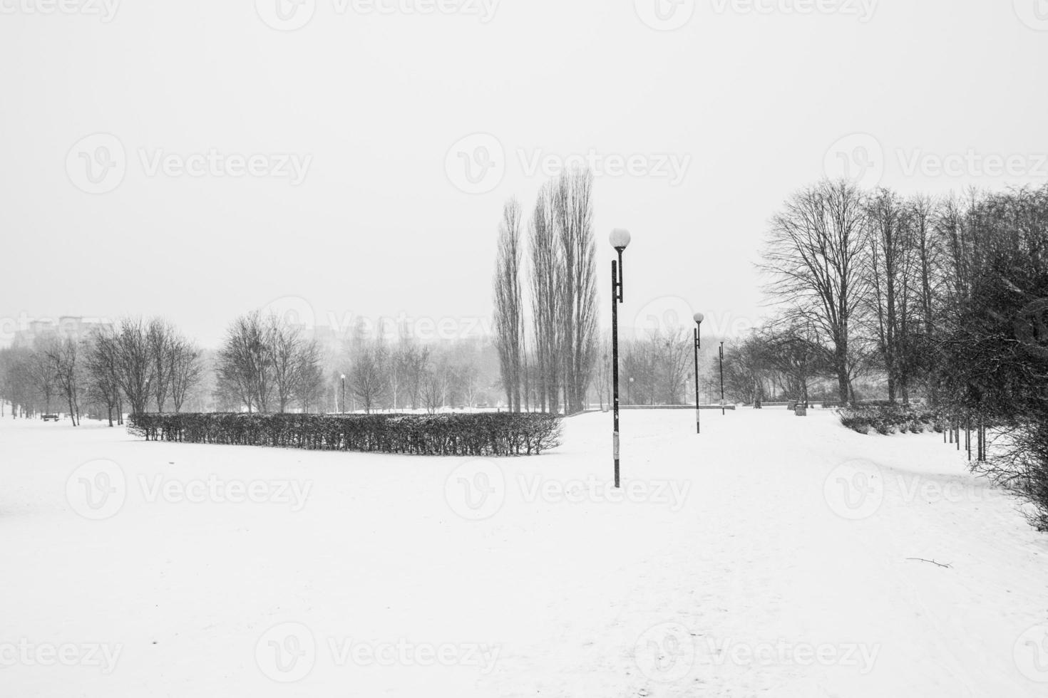 triste inverno bianco nero paesaggio con alberi nel il neve nel gennaio foto