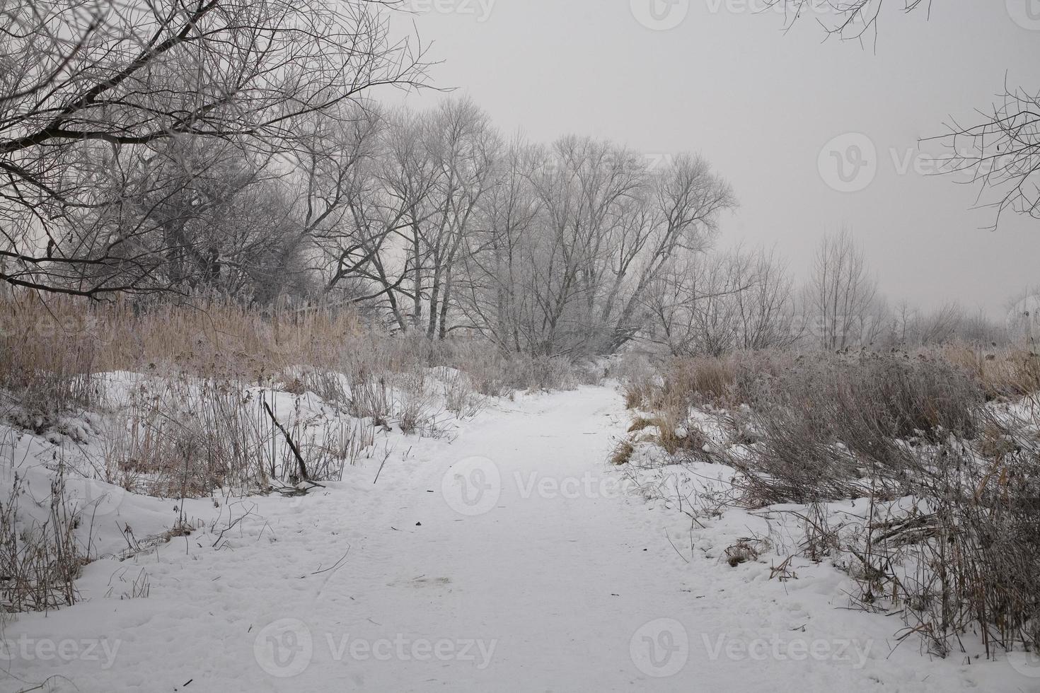 inverno paesaggio di un' grigio mattina con bianca neve e alberi foto