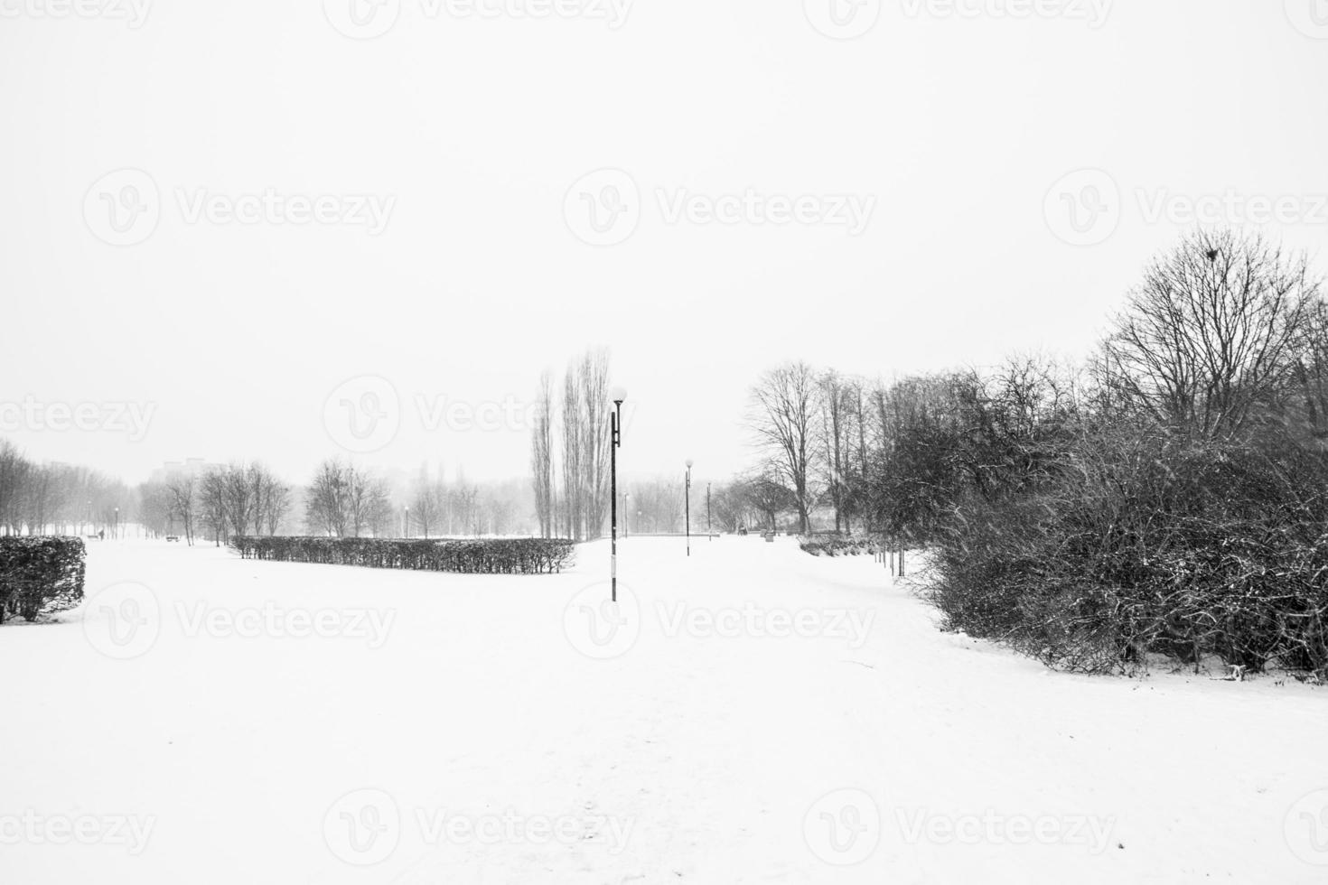 triste inverno bianco nero paesaggio con alberi nel il neve nel gennaio foto