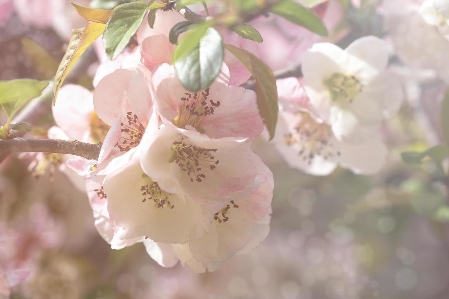 primo piano, di, chaenomeles, japonica, o giapponese, mela cotogna, o, maule, mela cotogna, fiori, con, uno, sfocato, fondo foto