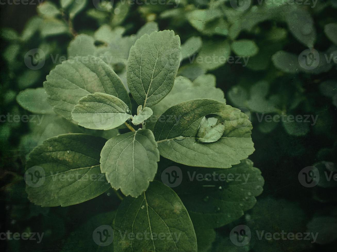 estate pianta con gocce di pioggia su verde le foglie foto