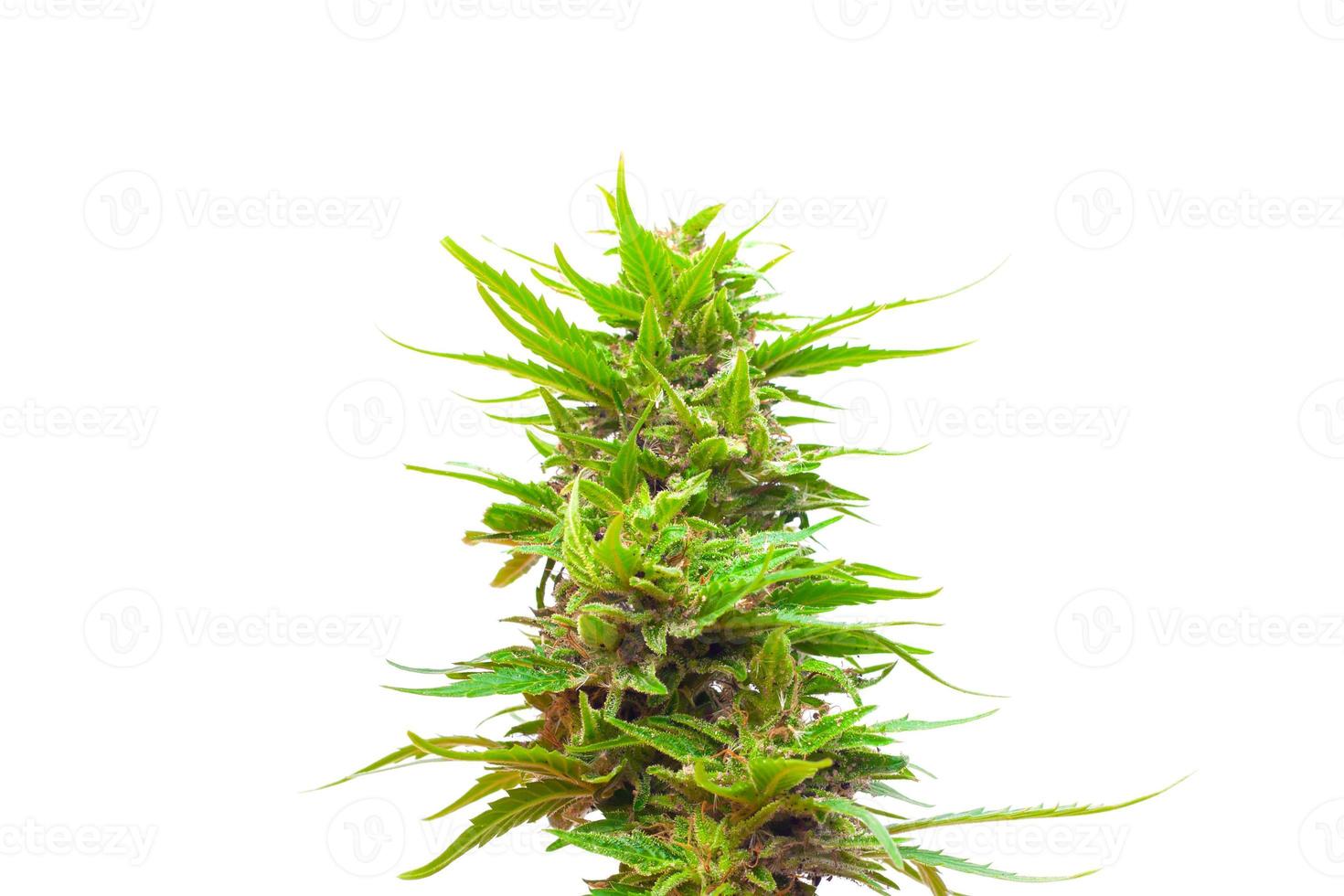 germoglio della pianta di cannabis isolato su priorità bassa bianca. foto