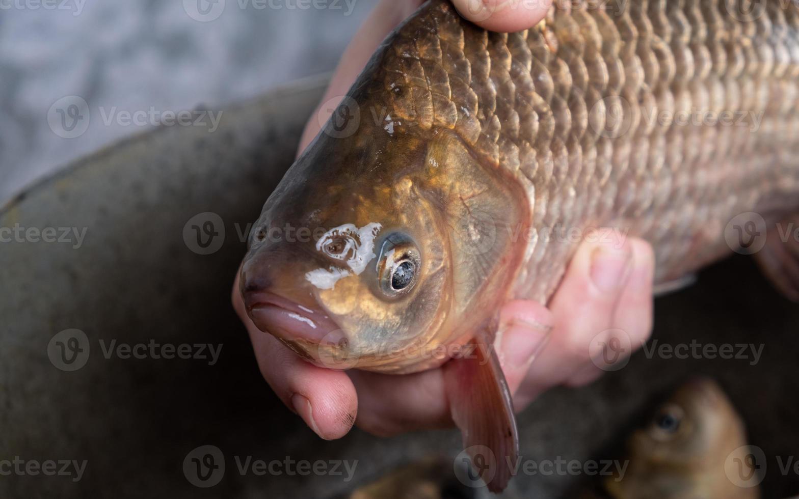 carassio vivo in primo piano mani, cucinare pesce foto