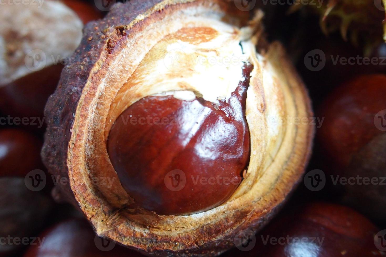 Marrone castagne raccolto su un autunno giorno foto