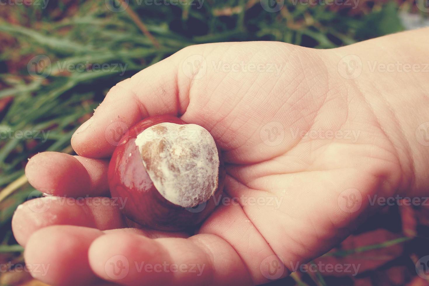 Marrone autunno castagne nel il mani di un' piccolo bambino foto