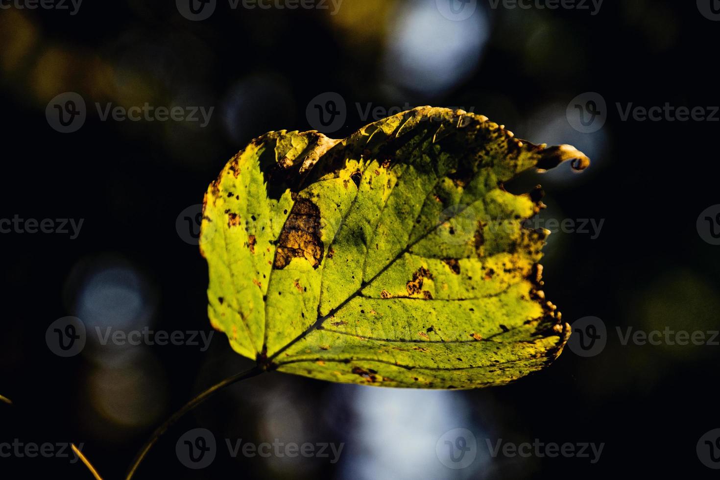 autunno le foglie su un' albero ramo illuminato di caldo dolce autunno sole foto