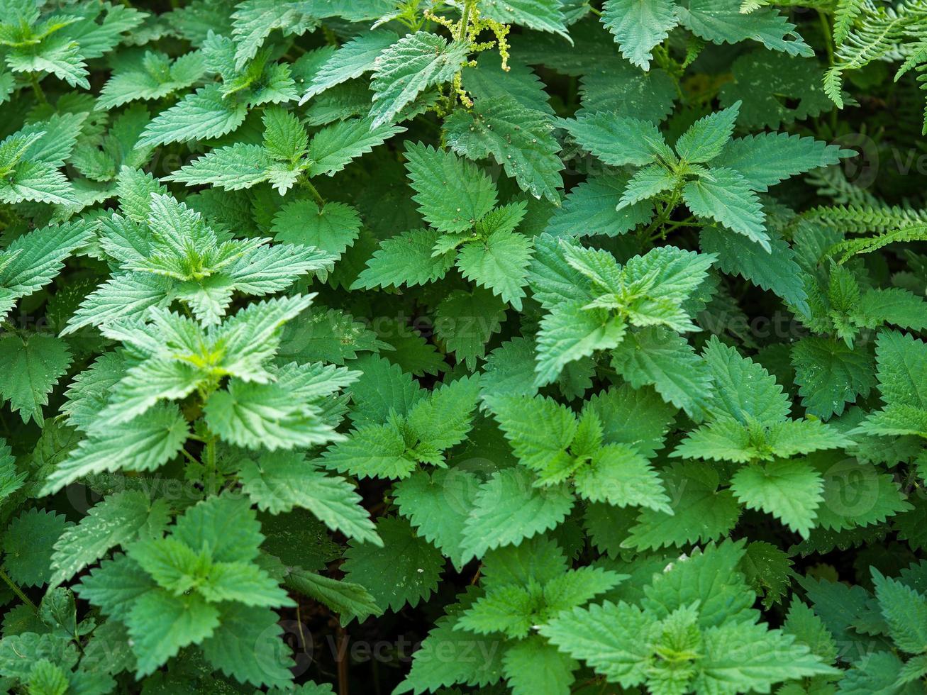 foglie verdi di ortica comune, urtica dioica foto