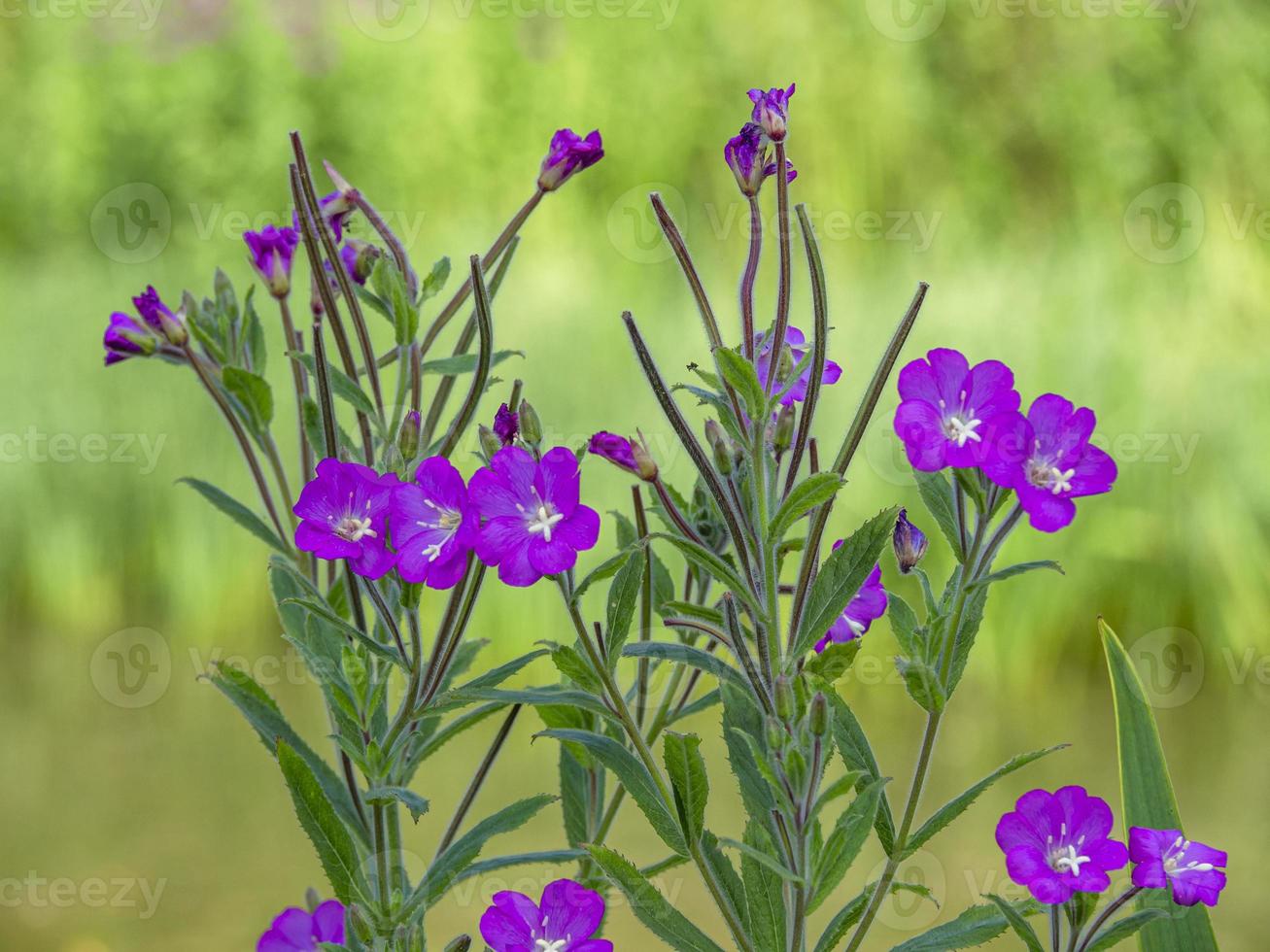 grande willowherb, epilobium hirsutum, fioritura in un parco foto