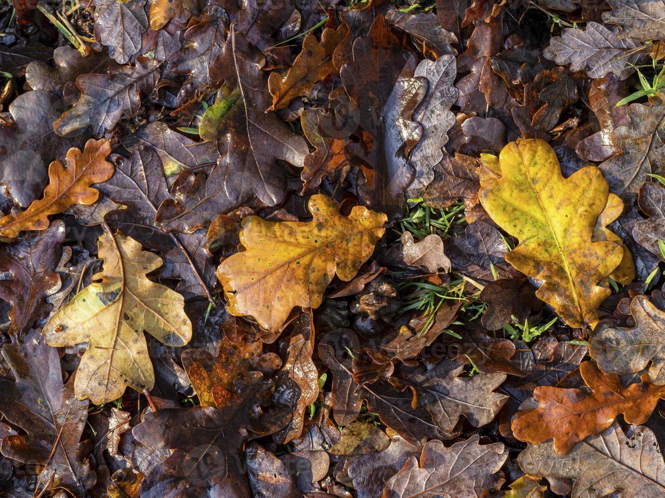 lettiera di foglie di quercia su un pavimento di bosco nel tardo autunno foto