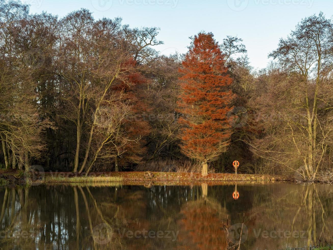 alberi riflessi in un lago all'inizio dell'inverno, North Yorkshire, Inghilterra foto