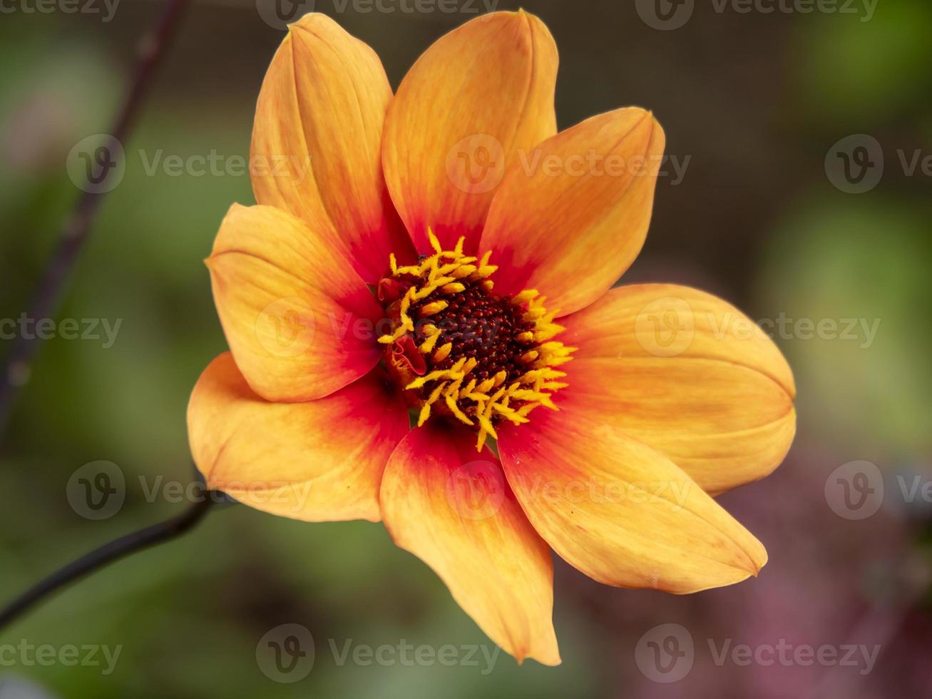 bellissimo fiore arancione singolo dalia foto