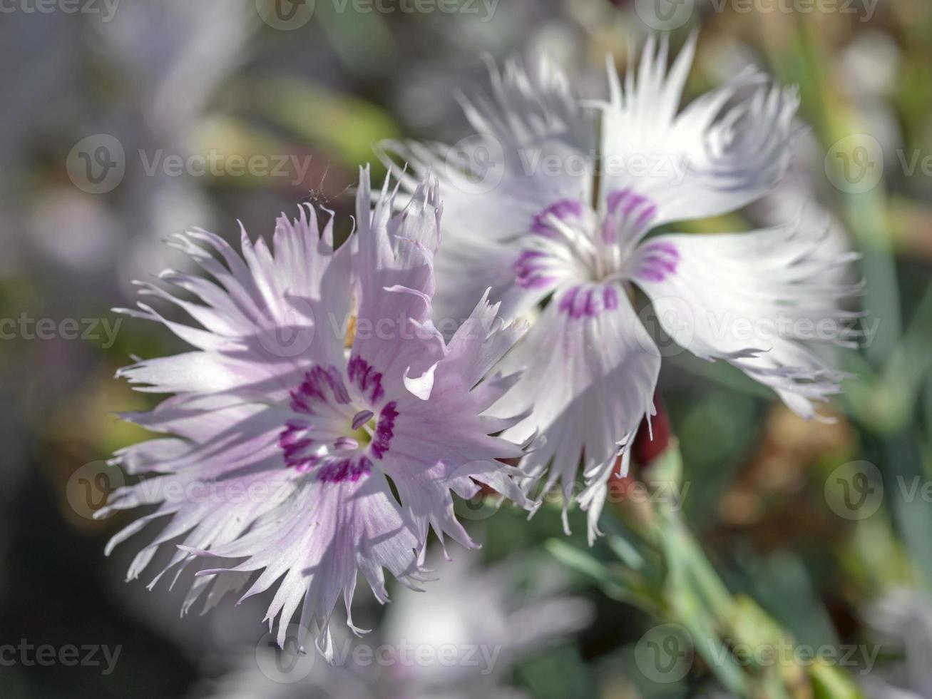 due fiori di dianthus rosa piumati in un giardino foto