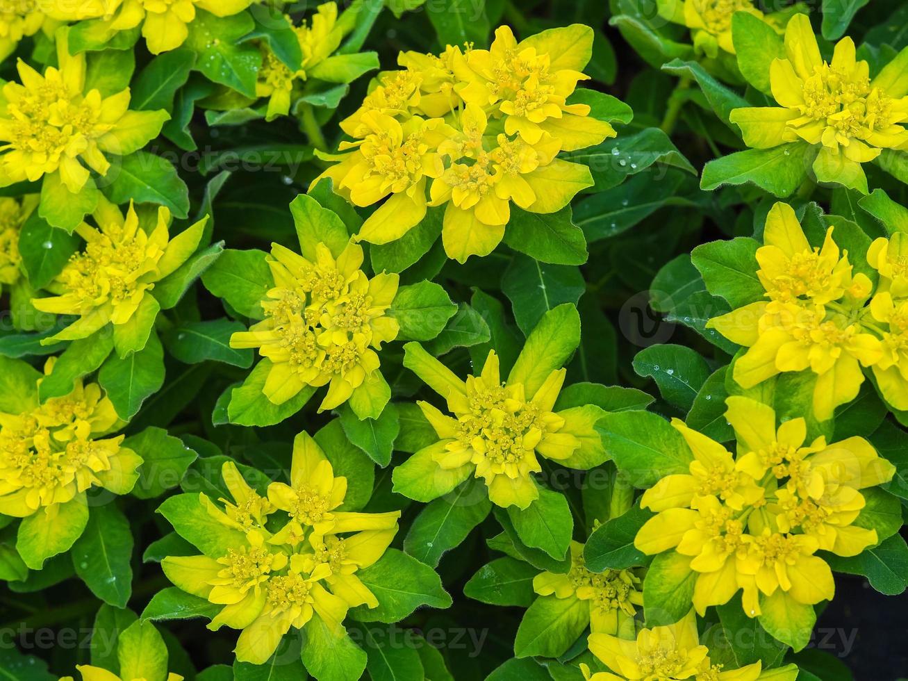 fiori gialli di euforbia policroma visti dall'alto foto