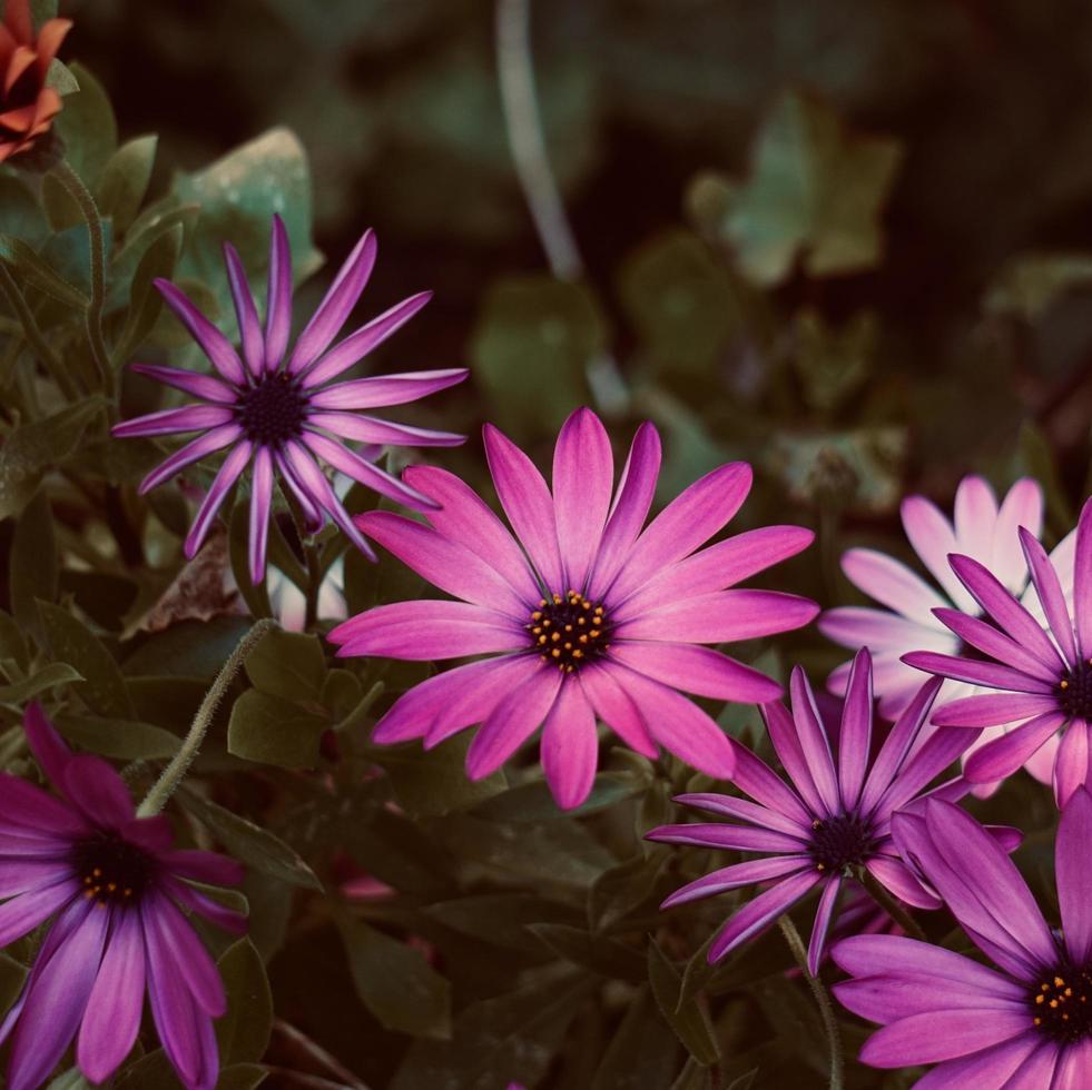 romantici fiori rosa in giardino nella stagione primaverile foto