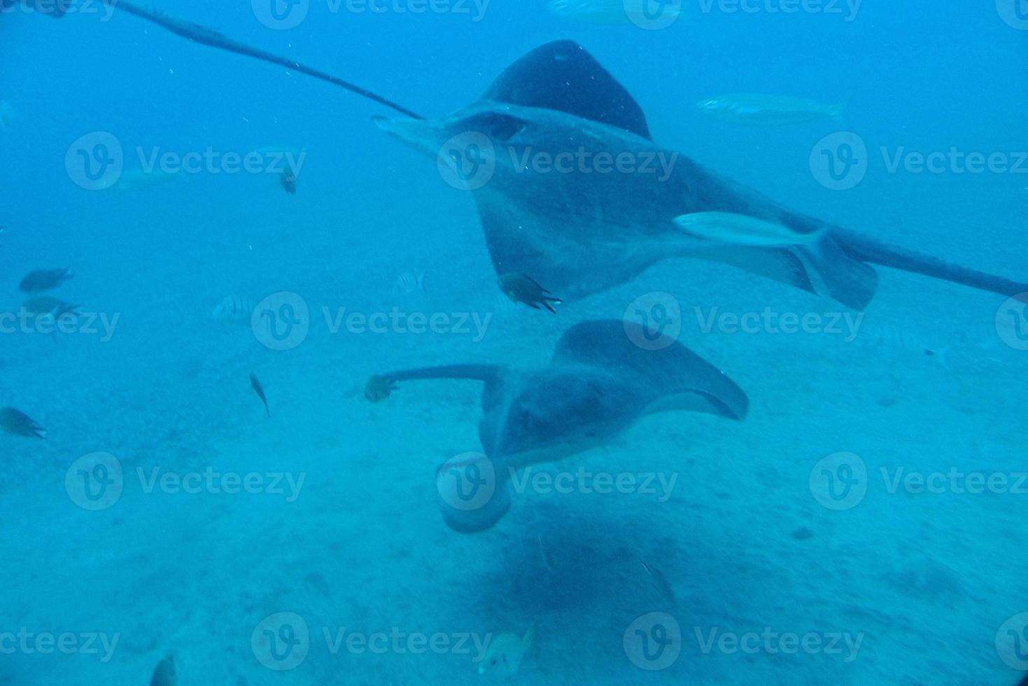 silenzioso calma sottomarino mondo con pesce vivente nel il atlantico oceano foto