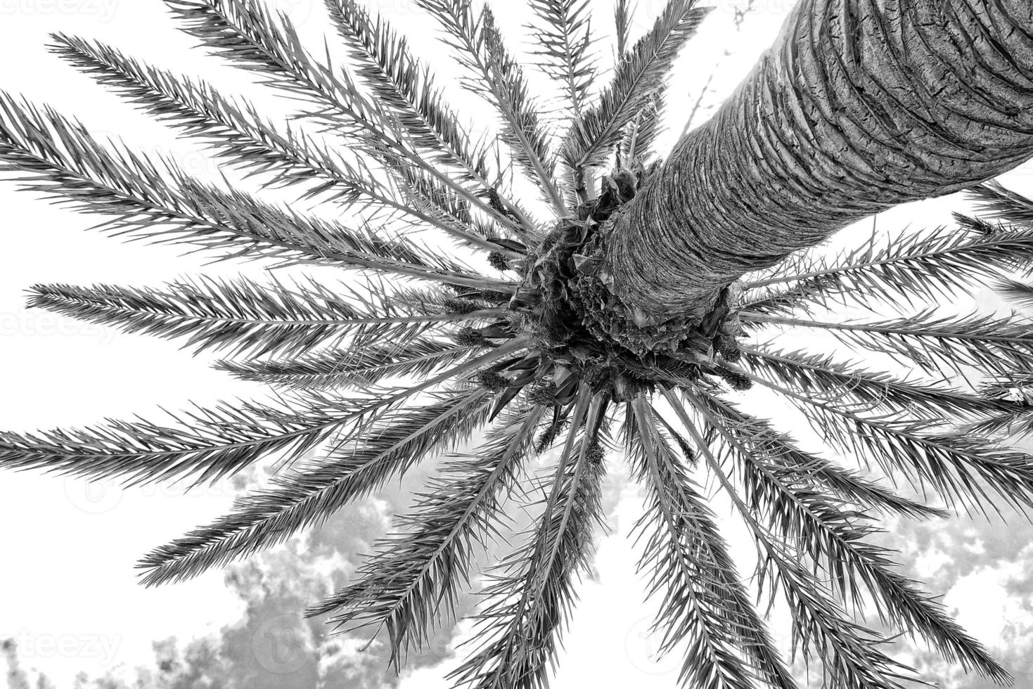 originale interessante sfondo con un esotico palma albero con verde le foglie contro il blu cielo visto a partire dal sotto foto