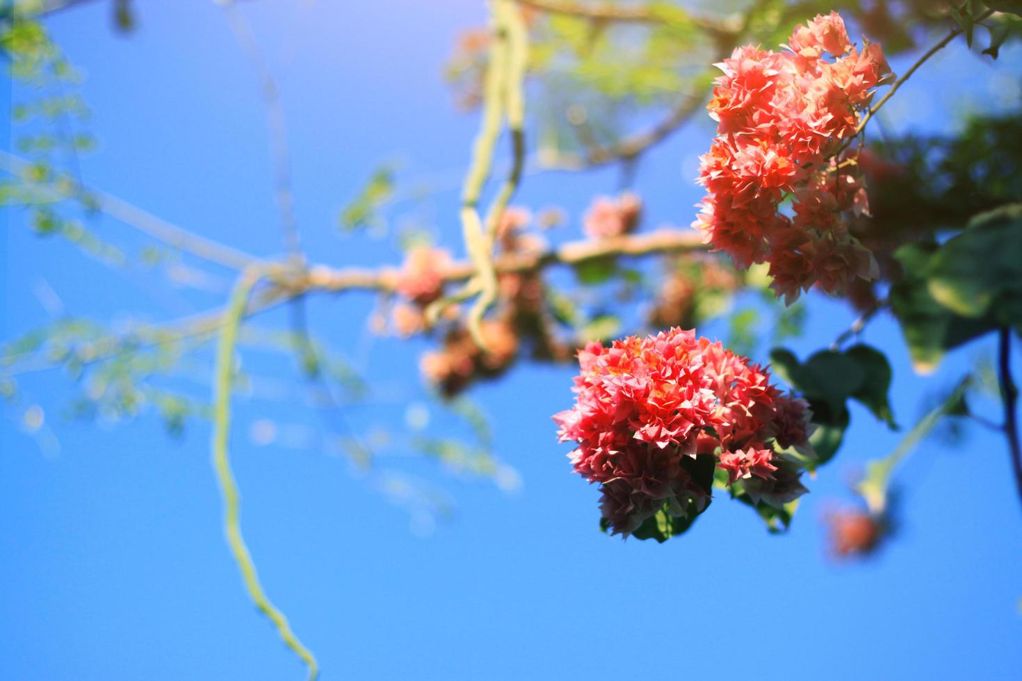 rosa bouganville fiori con blu cielo e naturale leggero foto