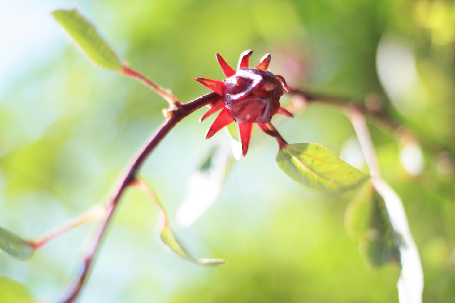 rosso Roselle fiore con naturale luce del sole nel giardino foto