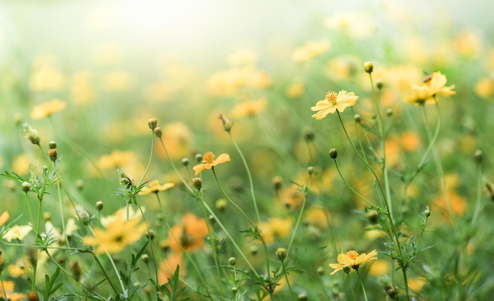 giallo cosmo fiore campo, fiore sfondo foto