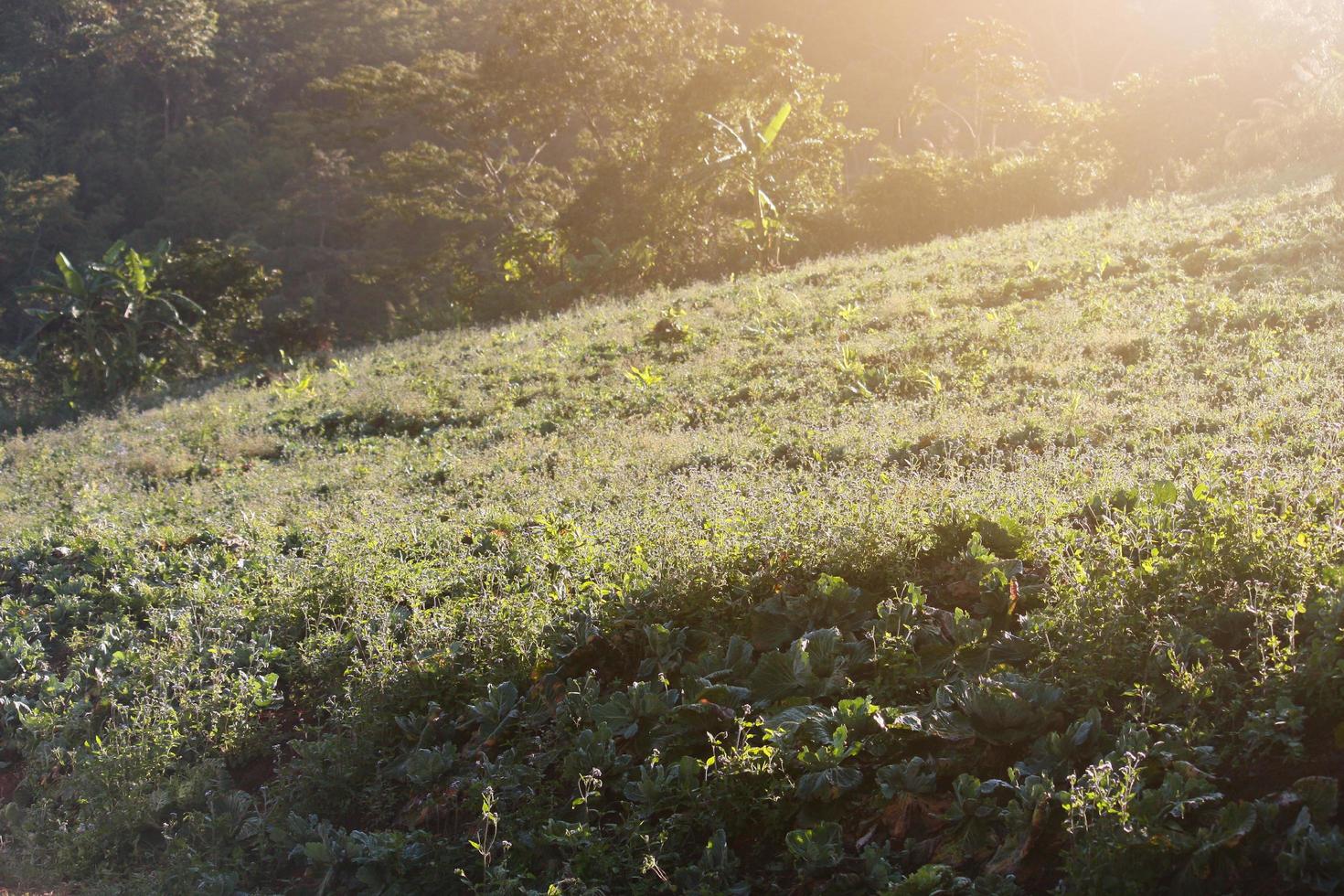 bellissimo fioritura selvaggio fiori i campi e prato nel primavera su tramonto e naturale luce del sole splendente su montagna. foto