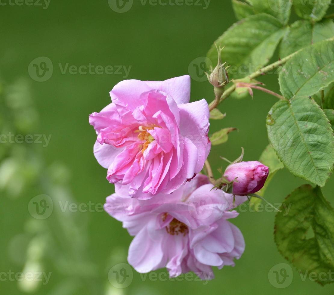 'York e Lancaster rosa' damasco rosa a partire dal guerra di il Rose foto