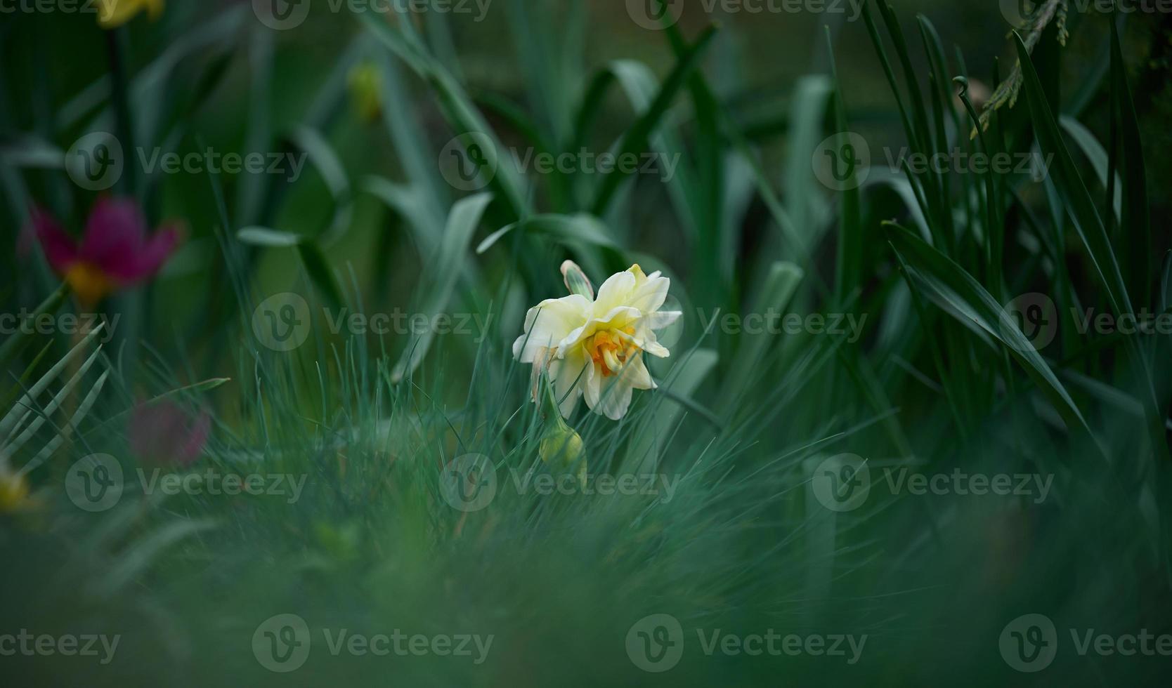 fioritura narciso nel il parco foto