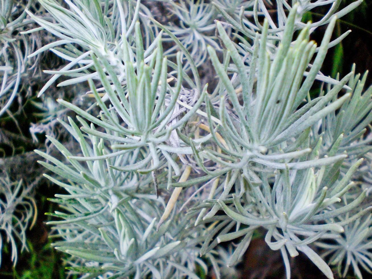 bianca selvaggio montagna pianta Lavandula lanata con natura sfondo su il montagna. foto