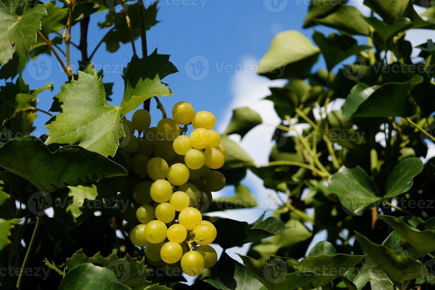 vino uva e vino le foglie nel il vecchio terra Il prossimo per amburgo foto
