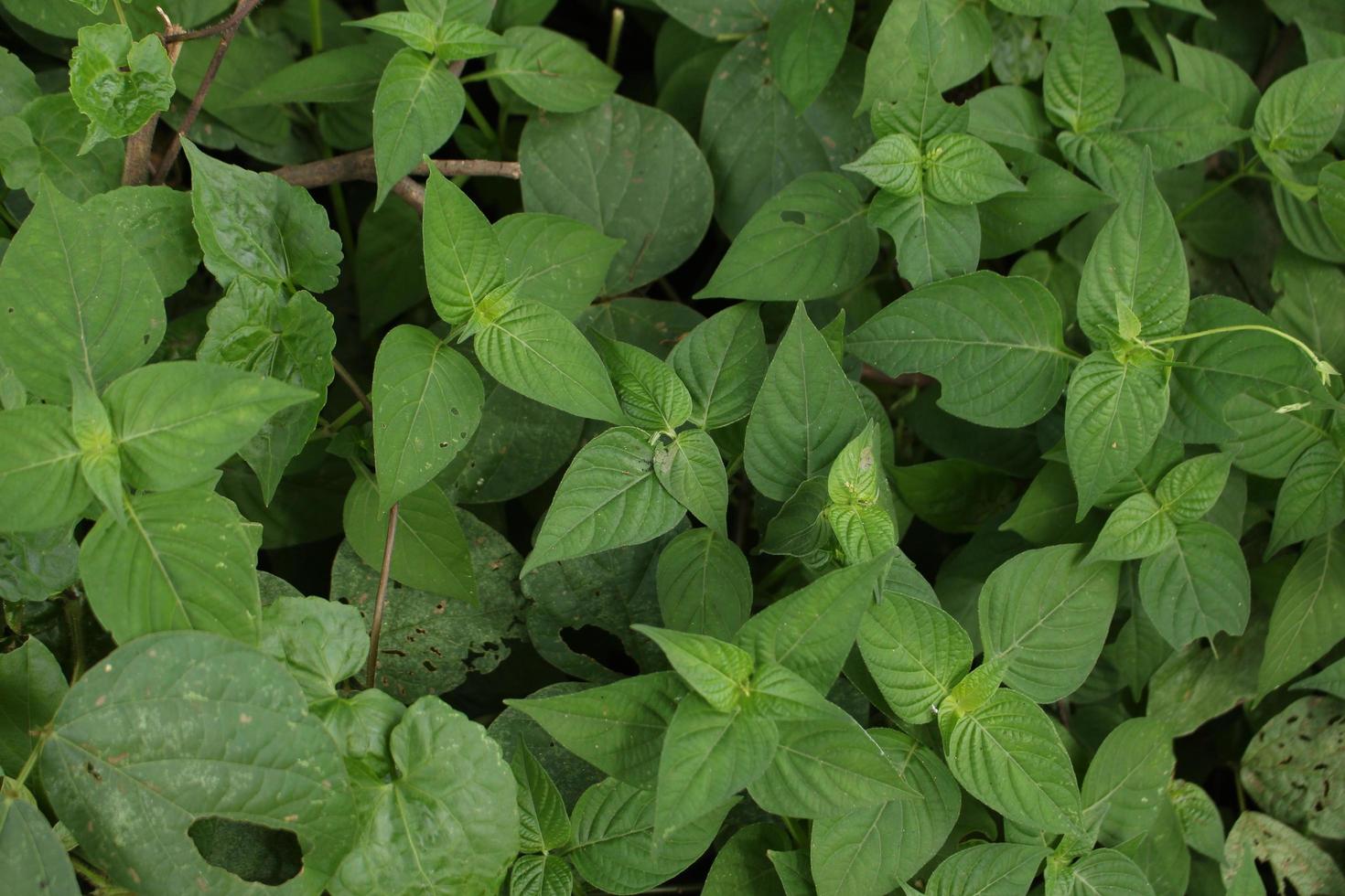 vicino su verde le foglie di selvaggio pianta per sfondo concetto. foto