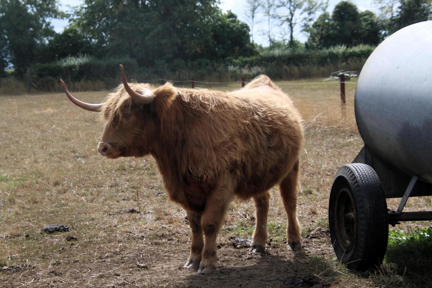 un' Visualizza di un' montanaro mucca foto