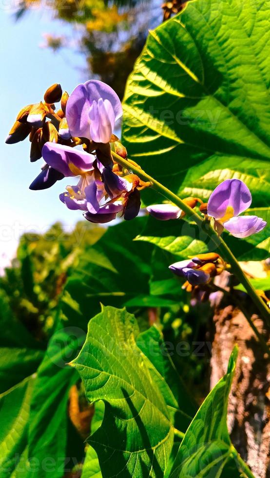 viola bengkoang fiore pianta nel il giardino foto