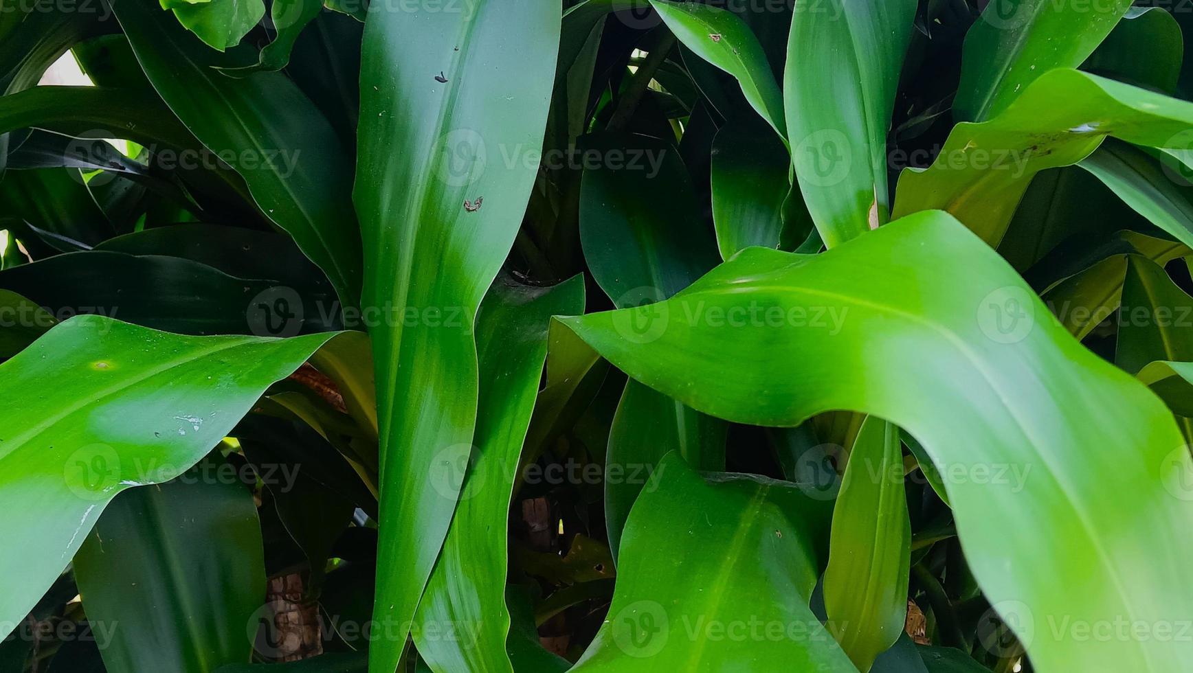 verde foglia sfondo bene per sfondo foto