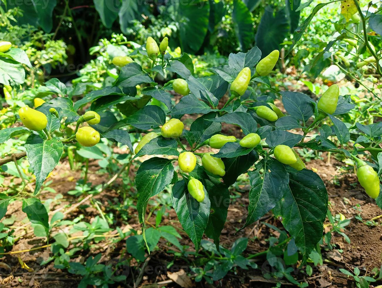 chili albero con verde peperoncini nel esso foto