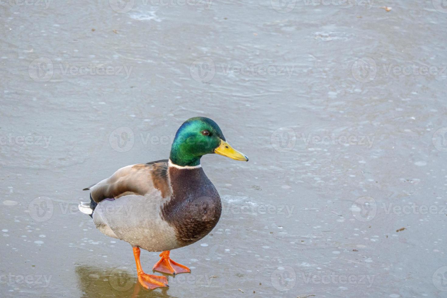 drake copia spazio per testo. selvaggio vita di animali vicino persone foto