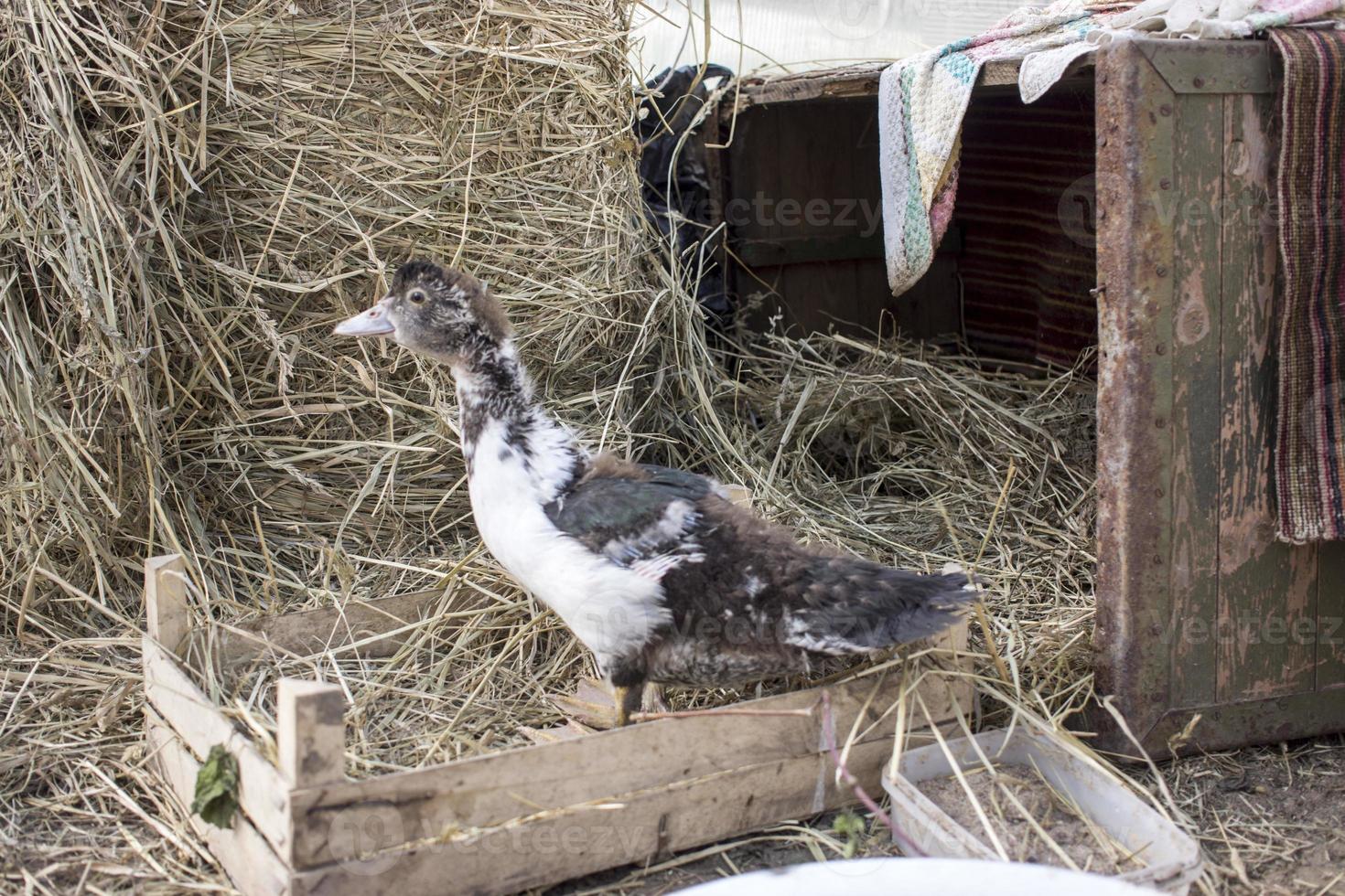 anatra broiler su un' casa azienda agricola foto