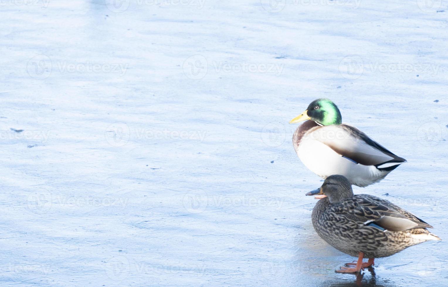 drake copia spazio per testo. selvaggio vita di animali vicino persone foto