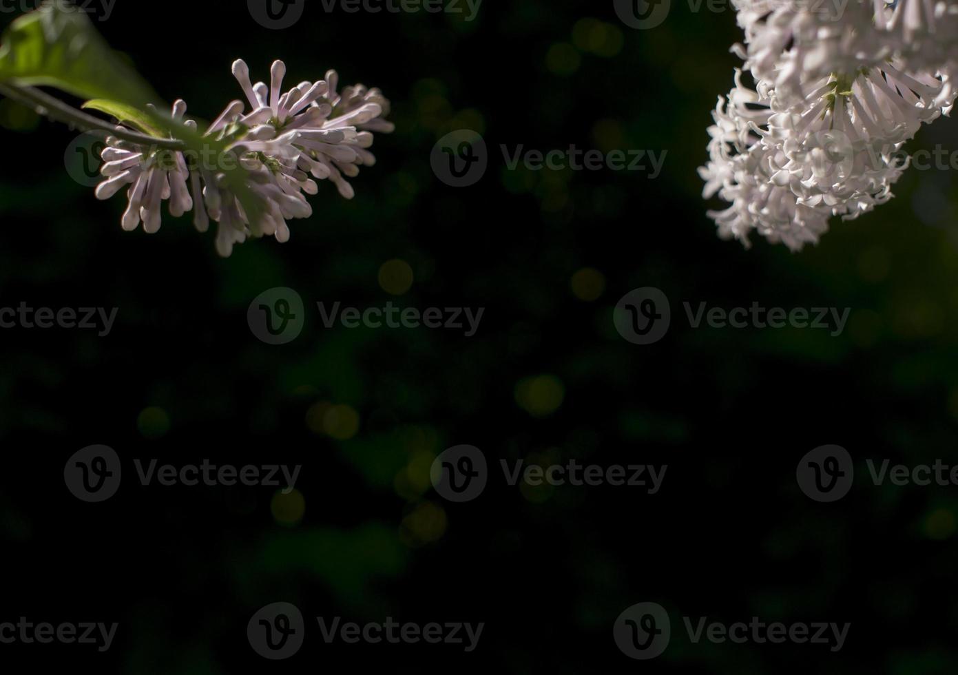 fiore sfondo - lilla fiori nel primavera giardino foto