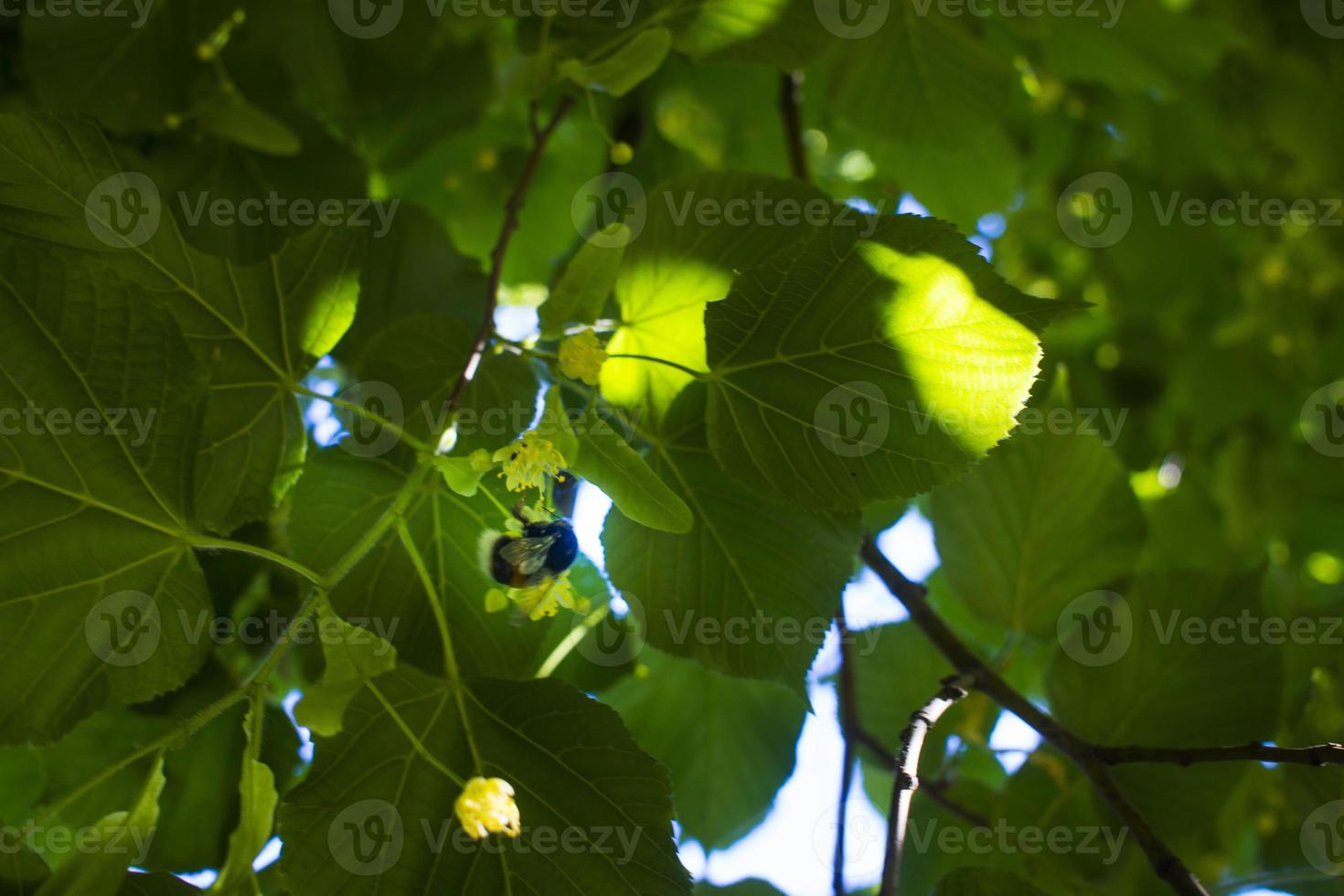 tilia, tiglio albero, tiglio o lime albero con non soffiato fiore. Tilia albero è andando per fioritura. un' ape raccoglie color lime miele foto